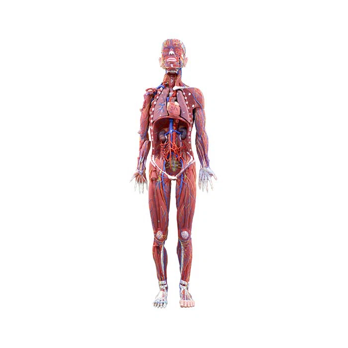 Anatomy Body Model