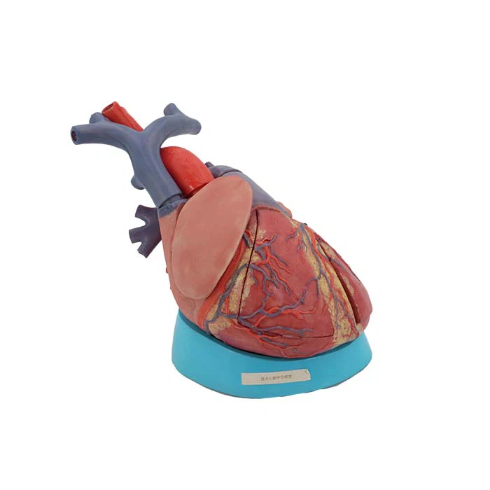 Model srca z nalepkami