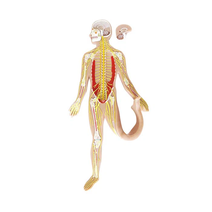 Model živčnega sistema