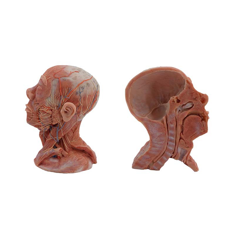 head and neck model head and neck model