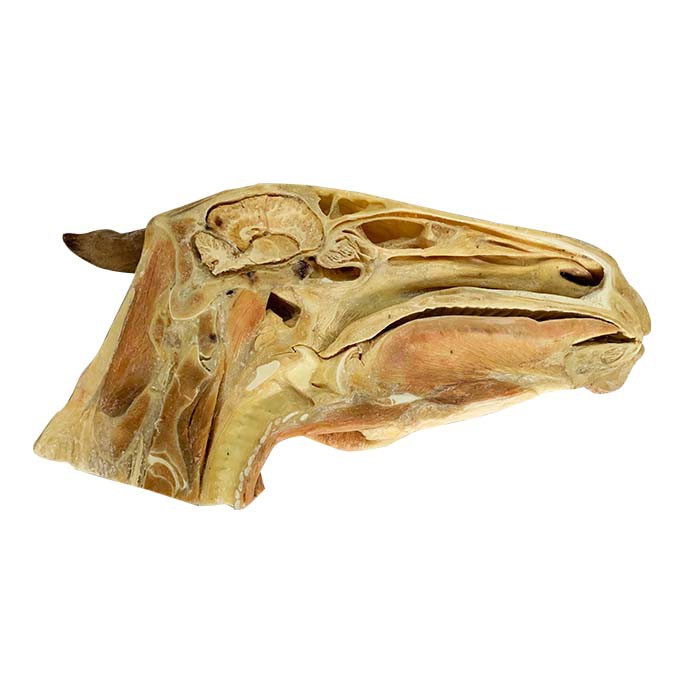 equine anatomy specimen equine anatomy specimen