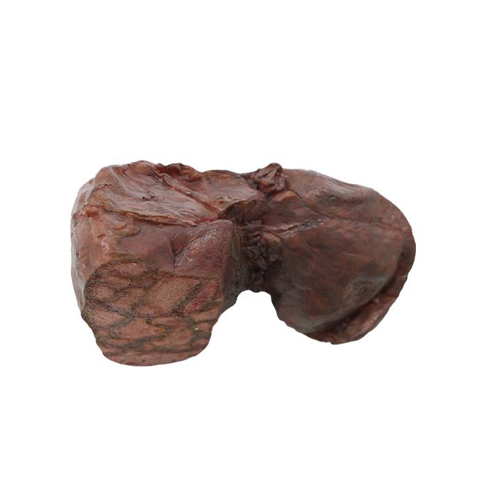 liver anatomical model liver anatomical model