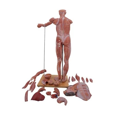 Anatomski model človeškega telesa