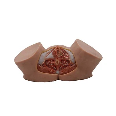 Ženski model Perineum