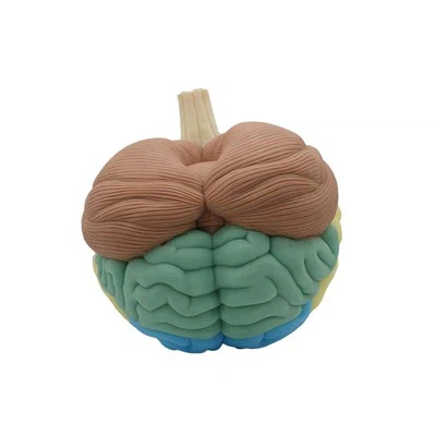 Model možganov z nalepkami