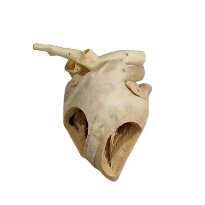 Plastinirano srce krave