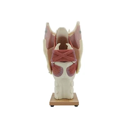 Anatomski model grla